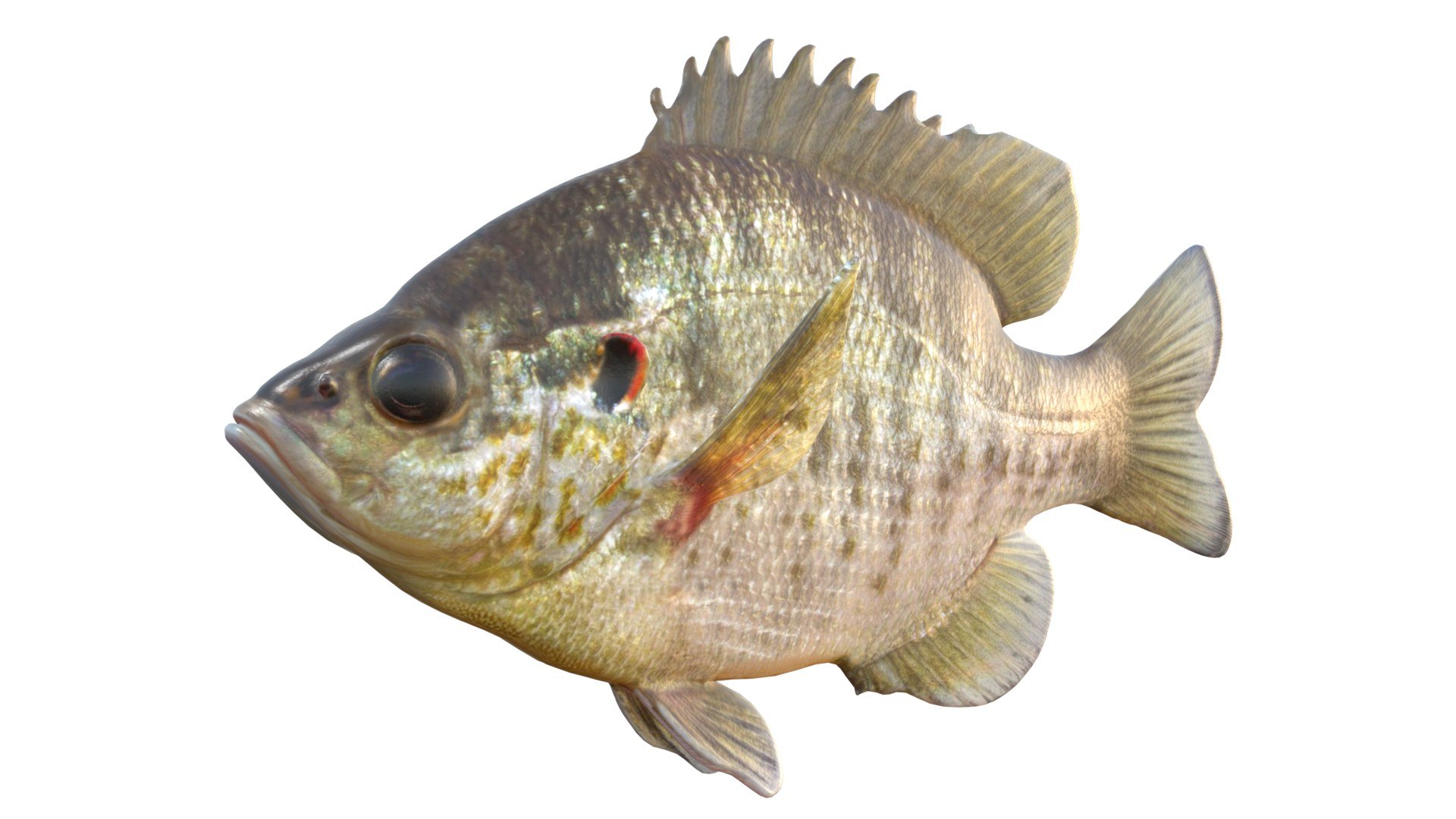 3D 50 Fish Sea Creatures Collection https://p.turbosquid.com/ts-thumb/Yc/0XzkmD/29/1/jpg/1767864555/1920x1080/fit_q87/96afa9515411b9c8310e389e7cc0d82390b39ec0/1.jpg