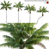 Howea forsteriana Mature - plam 01