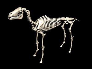 horse skeleton 3d model