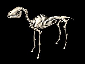 Horse skeleton