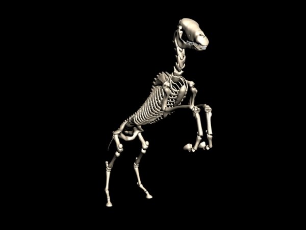 horse skeleton 3d model