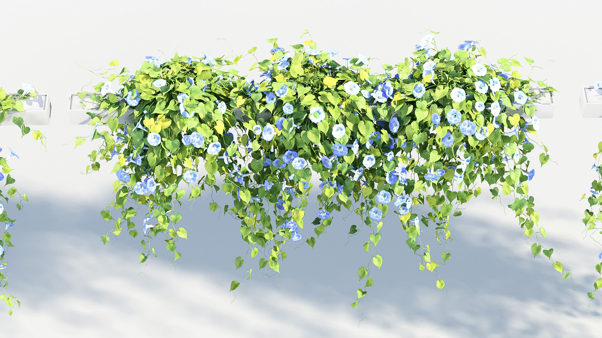 Morning glory Ipomoea purpurea 01 3D model https://p.turbosquid.com/ts-thumb/Yc/G7Nmvn/Pm/bc_pm_p012_morning_glory_01_06/jpg/1686034528/1920x1080/fit_q87/4beb1323e11e4ef95b9bcef3f35a3bd155374fe8/bc_pm_p012_morning_glory_01_06.jpg