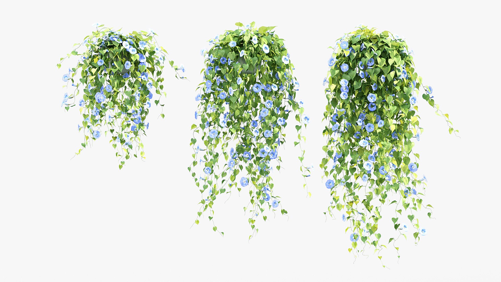 Morning glory Ipomoea purpurea 01 3D model https://p.turbosquid.com/ts-thumb/Yc/G7Nmvn/lW/bc_pm_p012_morning_glory_01_02/jpg/1686034519/1920x1080/fit_q87/d9893c6b318864ef2150c995b298f05ebb3d34db/bc_pm_p012_morning_glory_01_02.jpg