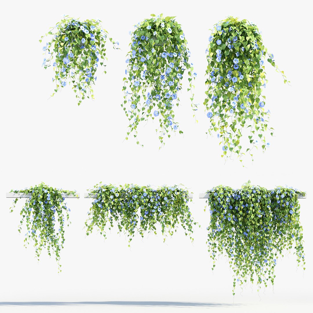 Morning glory Ipomoea purpurea 01 3D model https://p.turbosquid.com/ts-thumb/Yc/G7Nmvn/xK/bc_pm_p012_morning_glory_01_prv/jpg/1686034533/1920x1080/fit_q87/9a0bd2411be0b2fdaf9474da7e69123c9d1fa44c/bc_pm_p012_morning_glory_01_prv.jpg