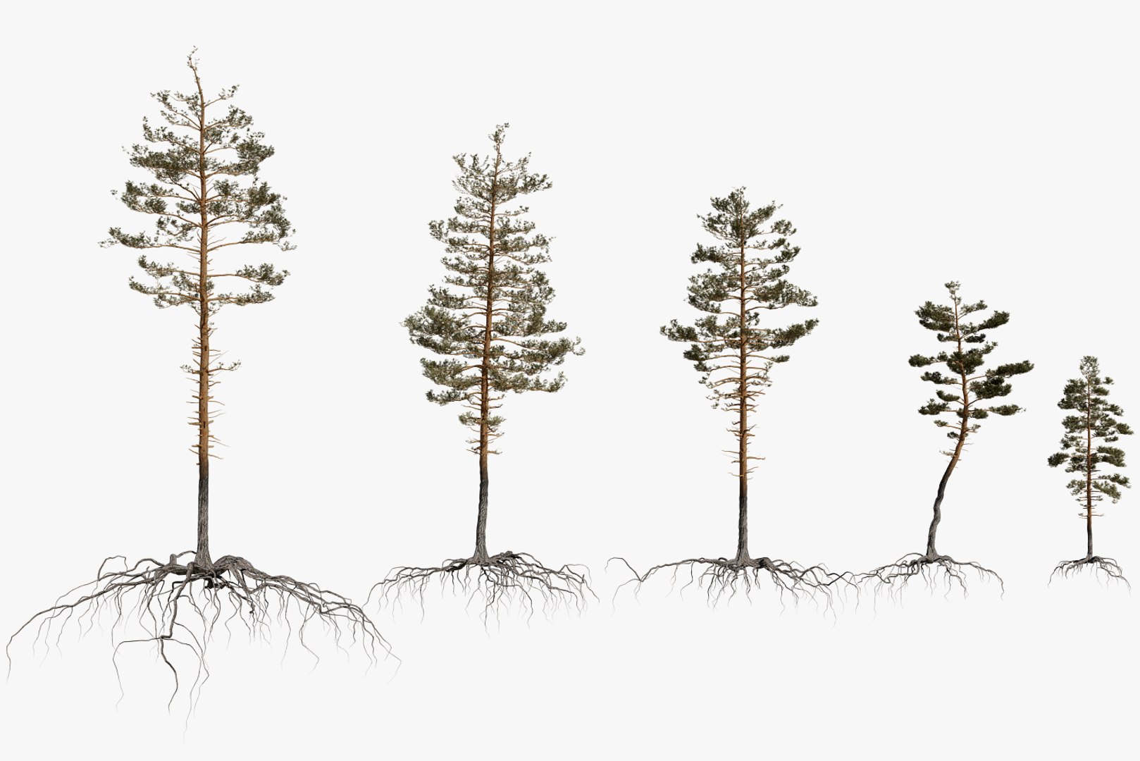 pine tree pack vol 3D https://p.turbosquid.com/ts-thumb/Yc/I4Suxm/0QvEH64y/render_r/png/1548586983/1920x1080/fit_q87/1bf252555fb92ddebade48d6584c51a4fc0a960b/render_r.jpg