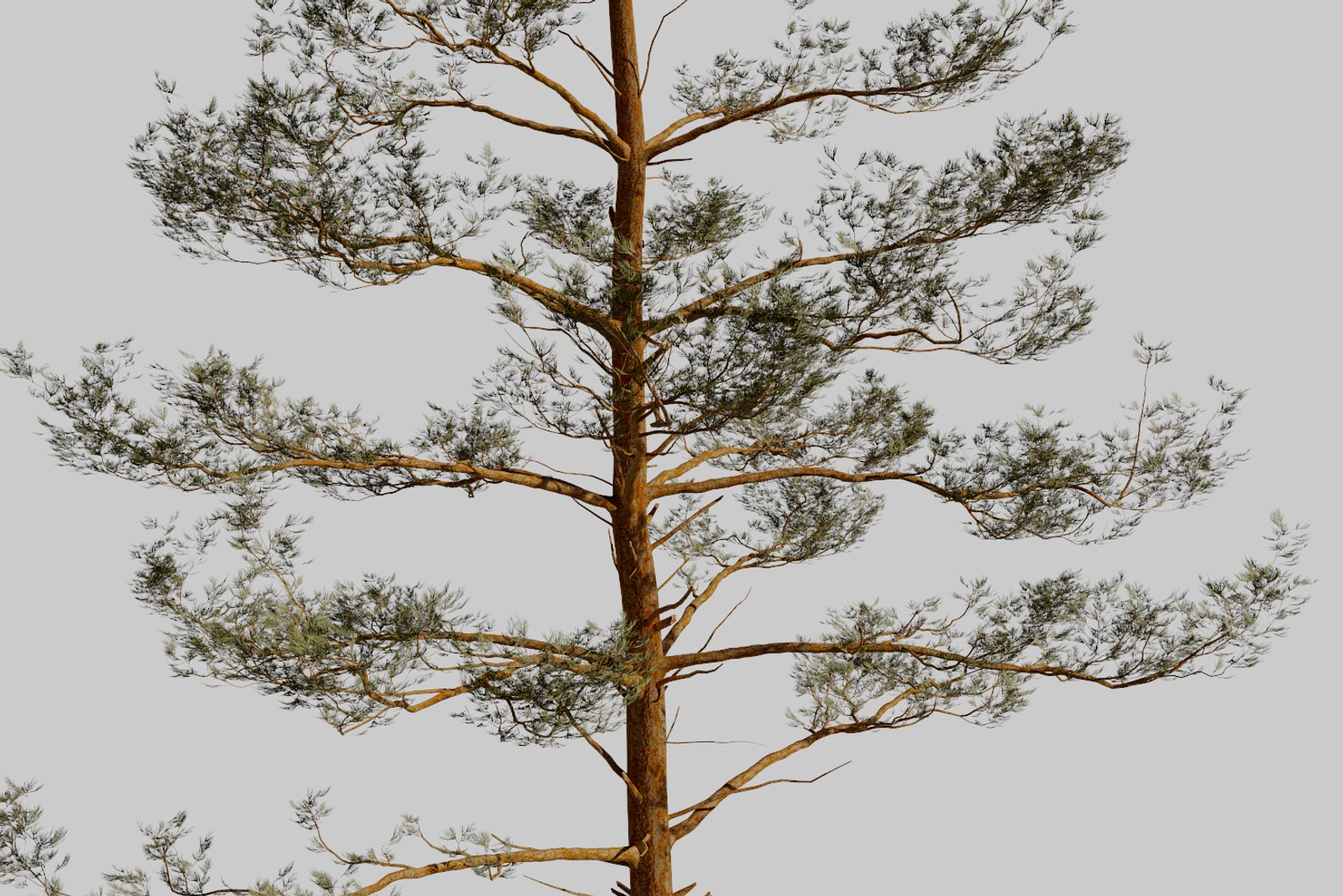 pine tree pack vol 3D https://p.turbosquid.com/ts-thumb/Yc/I4Suxm/2CbnLFiI/render16/png/1548587201/1920x1080/fit_q87/30740ef92ba4e720e011b9379dd74832c9535407/render16.jpg