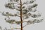 Pine Tree Pack vol.02
