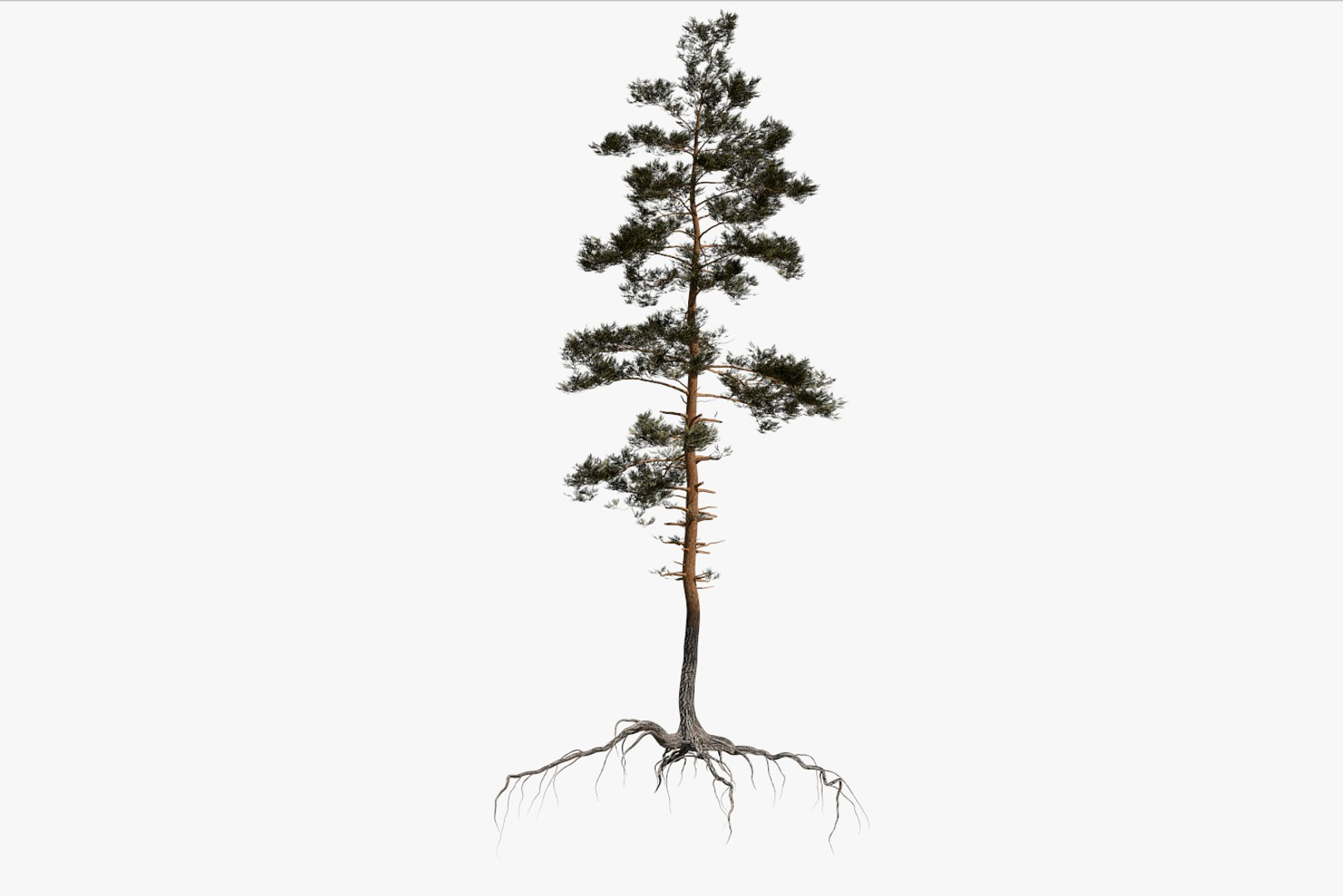 pine tree pack vol 3D https://p.turbosquid.com/ts-thumb/Yc/I4Suxm/3E3rtXfp/01/jpg/1548591164/1920x1080/turn_fit_q99/e140617cc3fc7005d544c3c5e341d48dda69502f/01-1.jpg