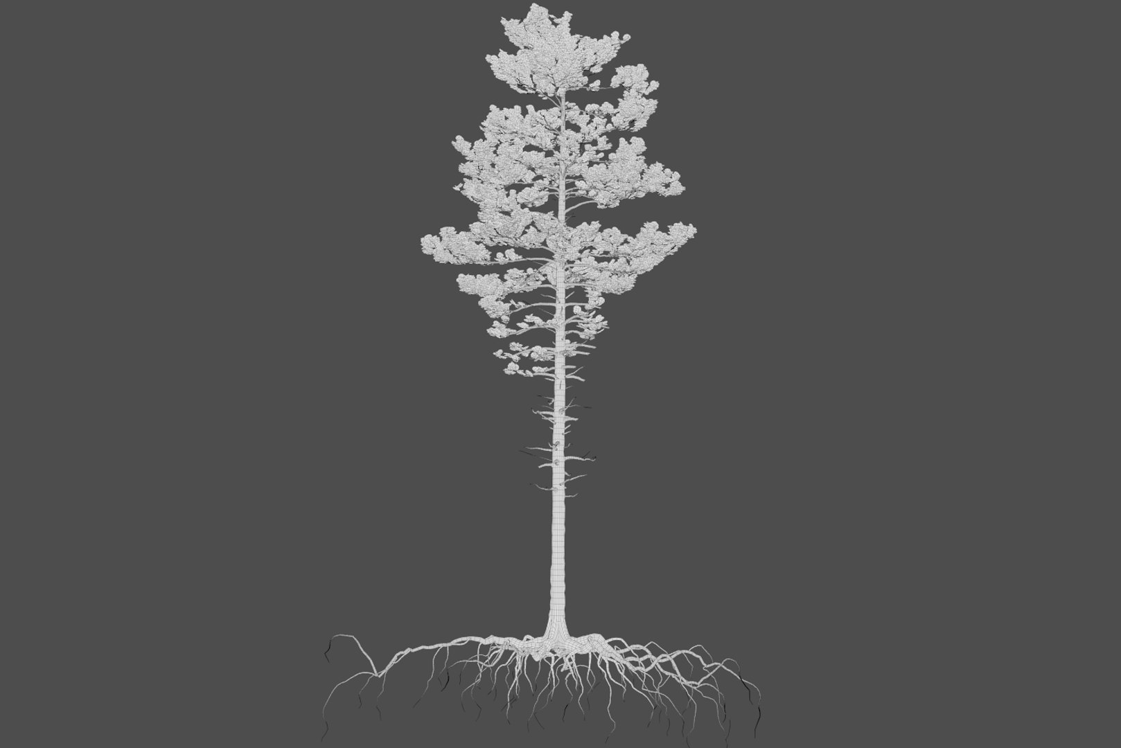pine tree pack vol 3D https://p.turbosquid.com/ts-thumb/Yc/I4Suxm/5mtbF22l/wire_1/png/1548589058/1920x1080/fit_q87/1a5a4d780807a8d2249b6281341b39cfe120d9bf/wire_1.jpg