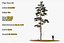 Pine Tree Pack vol.02