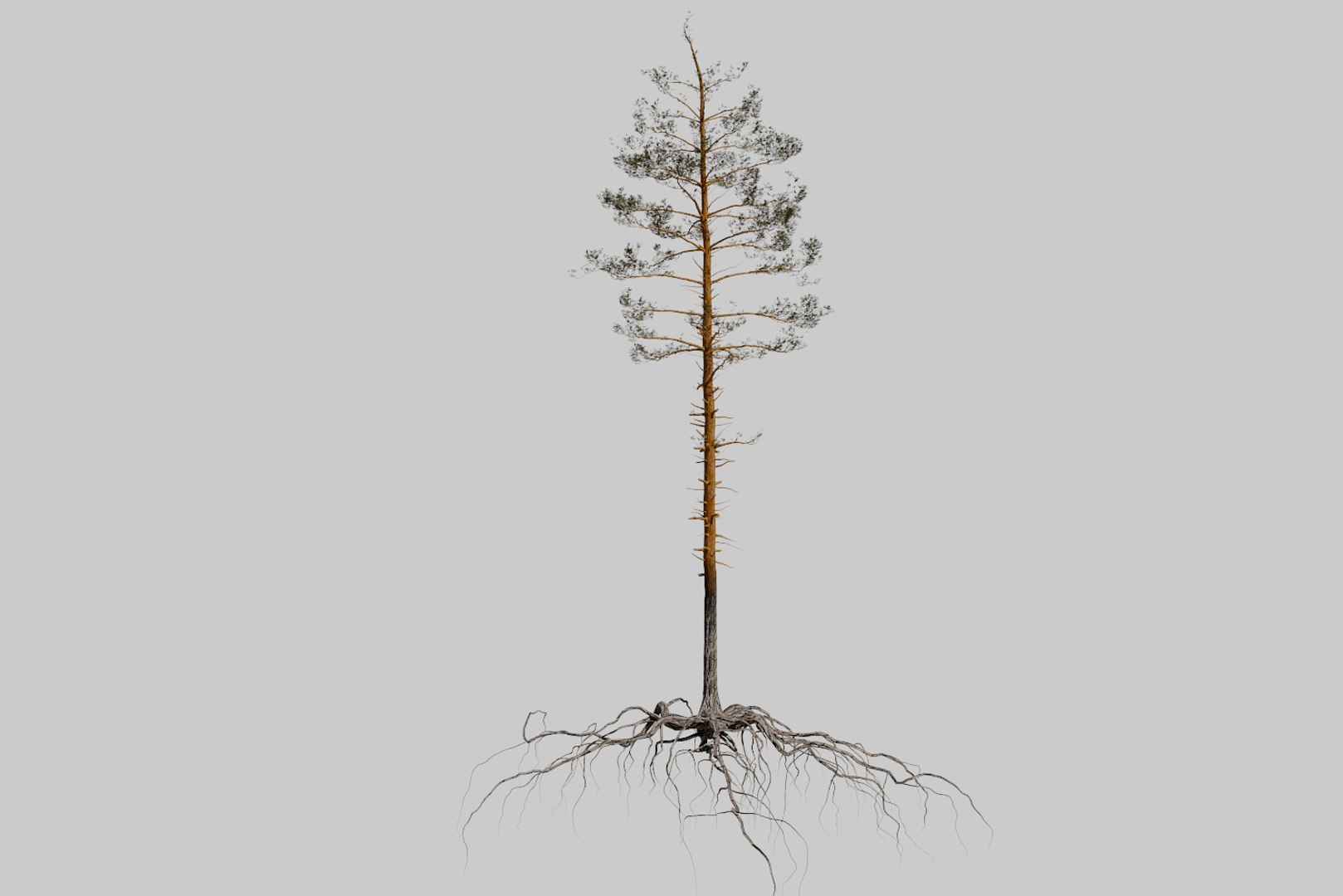 pine tree pack vol 3D https://p.turbosquid.com/ts-thumb/Yc/I4Suxm/AnBndtvA/render1/png/1548587201/1920x1080/fit_q87/4f80d55ec523e3db7a7ef19267b870e5d67fcbc5/render1.jpg