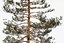 Pine Tree Pack vol.02
