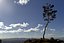 Pine Tree Pack vol.02
