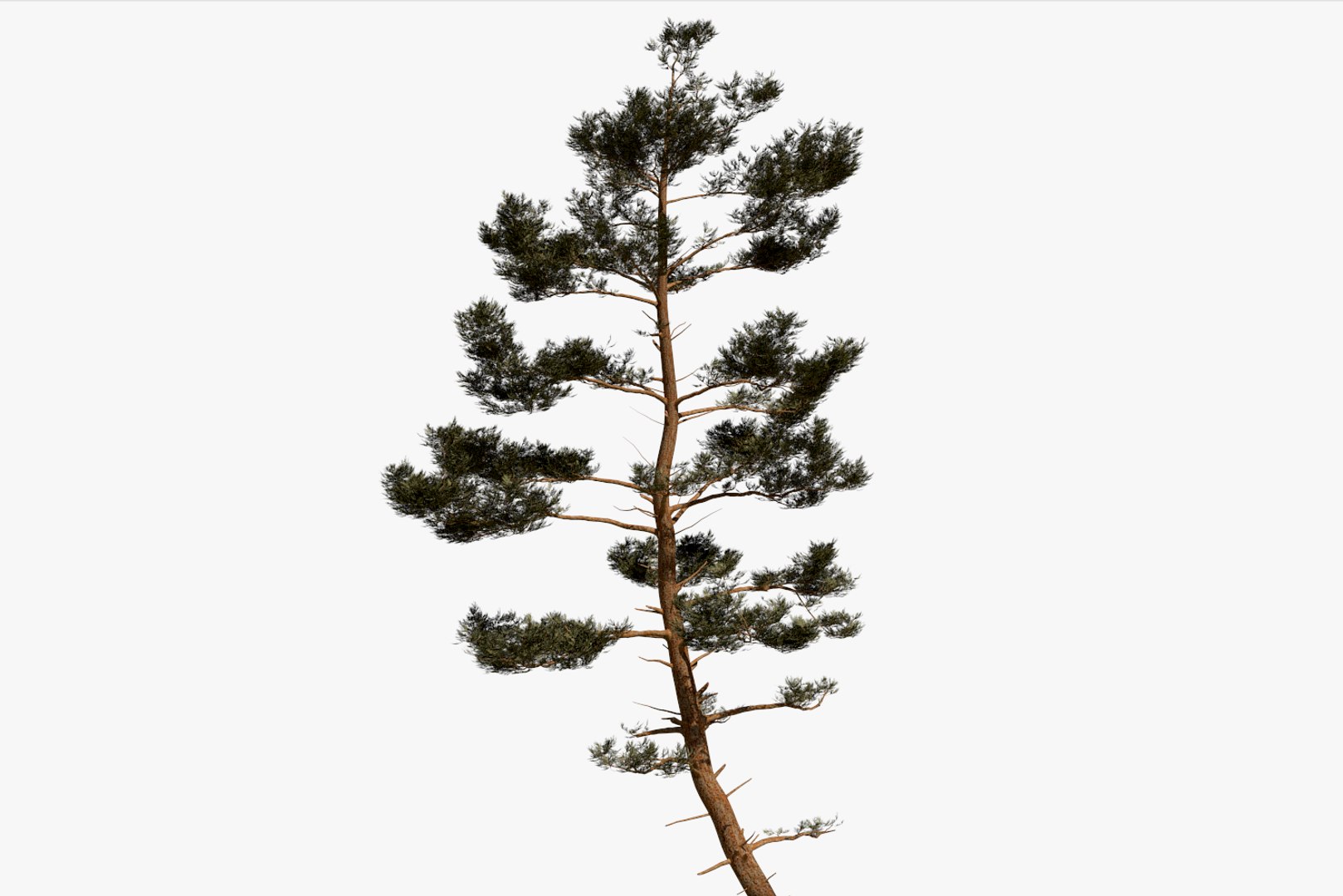 pine tree pack vol 3D https://p.turbosquid.com/ts-thumb/Yc/I4Suxm/IkTJhRKt/render9/png/1548587299/1920x1080/fit_q87/a032c327f3eb38eee56e3ebbf8a103abdfbd742b/render9.jpg