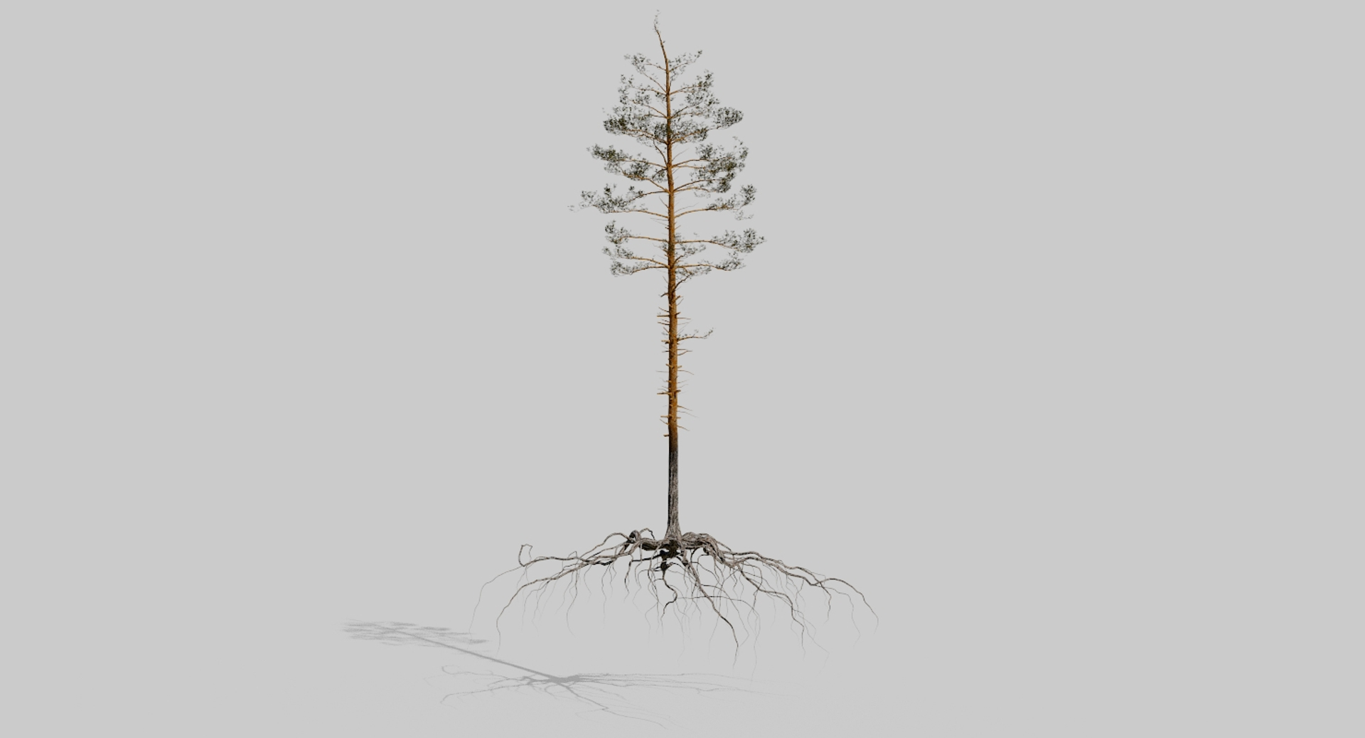 pine tree pack vol 3D https://p.turbosquid.com/ts-thumb/Yc/I4Suxm/LcmQcWex/01/jpg/1548590814/1920x1080/turn_fit_q99/845e143cd2b624bbafa6d8e538313e0af86ac0b9/01-1.jpg