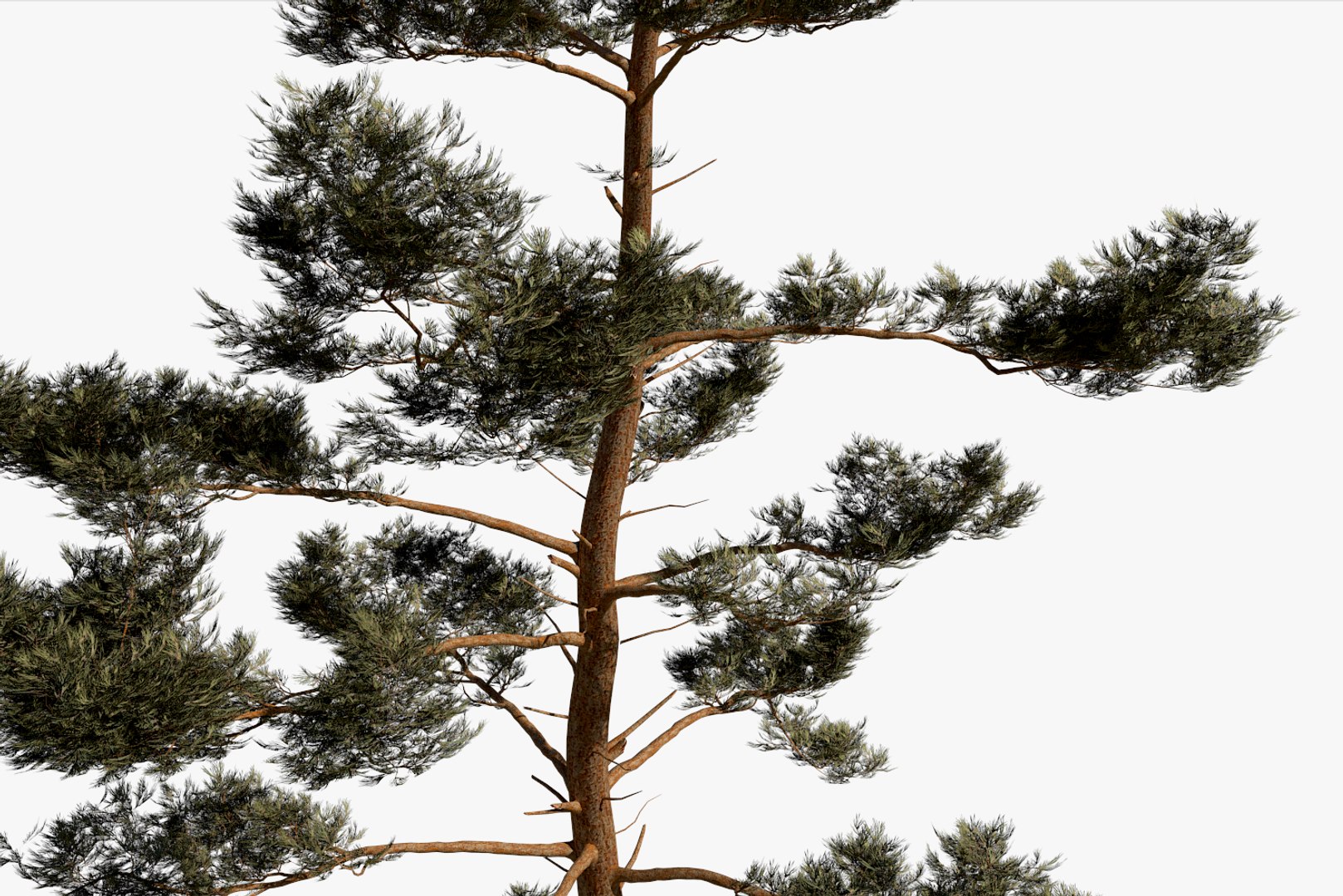 pine tree pack vol 3D https://p.turbosquid.com/ts-thumb/Yc/I4Suxm/R9NHcFKw/render11/png/1548587299/1920x1080/fit_q87/716c582111218abe629308ab64e4a3c70de1708a/render11.jpg
