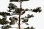 Pine Tree Pack vol.02