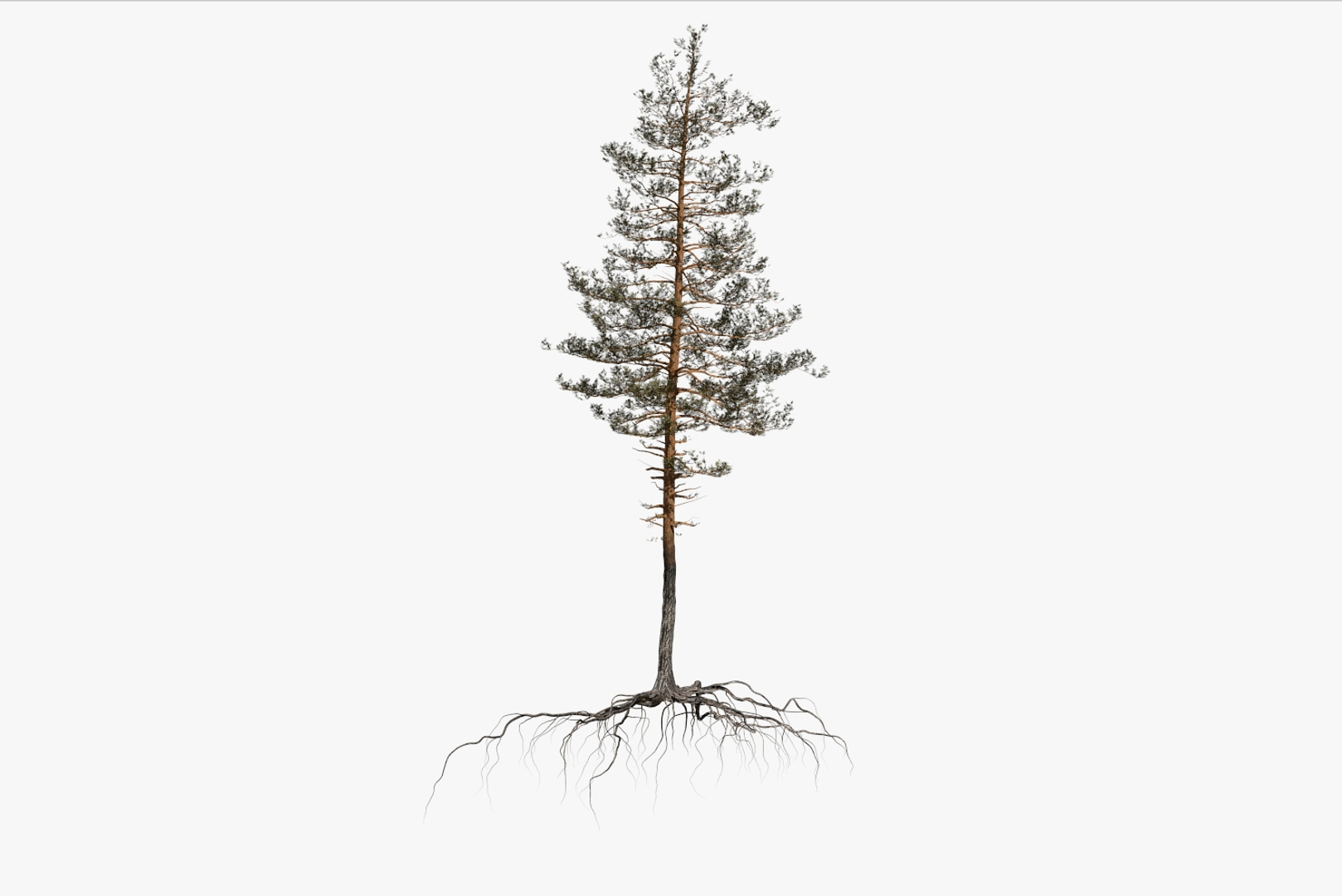 pine tree pack vol 3D https://p.turbosquid.com/ts-thumb/Yc/I4Suxm/So7P8mvS/01/jpg/1548591280/1920x1080/turn_fit_q99/8bf133c087a4013bb04ea5ba7606ca3ba9ffe639/01-1.jpg
