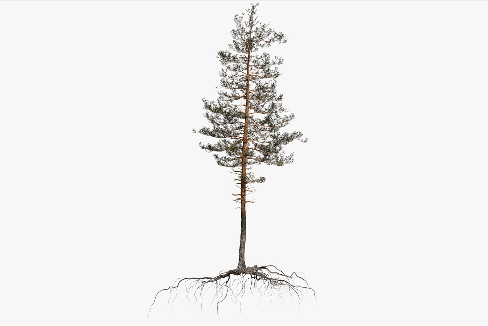 pine tree pack vol 3D https://p.turbosquid.com/ts-thumb/Yc/I4Suxm/T1PbVxYi/render1/png/1548588255/1920x1080/fit_q87/2b4bc16a357421d0bdd714c3f232d900cfadf0b9/render1.jpg