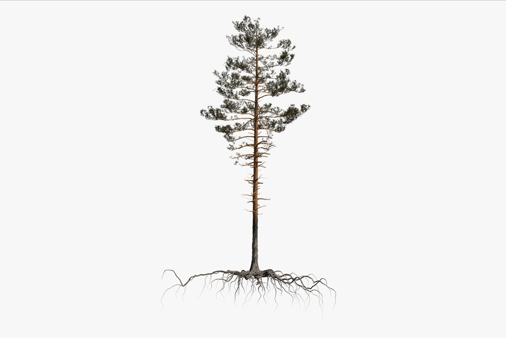 pine tree pack vol 3D https://p.turbosquid.com/ts-thumb/Yc/I4Suxm/VlhkQHv3/01/jpg/1548589126/1920x1080/turn_fit_q99/cc3300705eb9d7a6243388b168d81aeb4e23841a/01-1.jpg