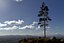Pine Tree Pack vol.02