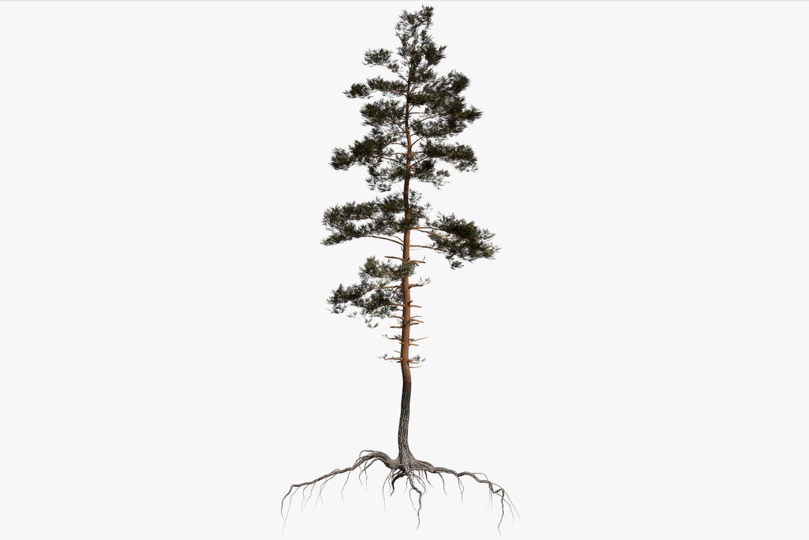 pine tree pack vol 3D https://p.turbosquid.com/ts-thumb/Yc/I4Suxm/bePwwF0U/render1/png/1548587687/1920x1080/fit_q87/8b150b5146a945ed84fe4476622862f74f8ff774/render1.jpg