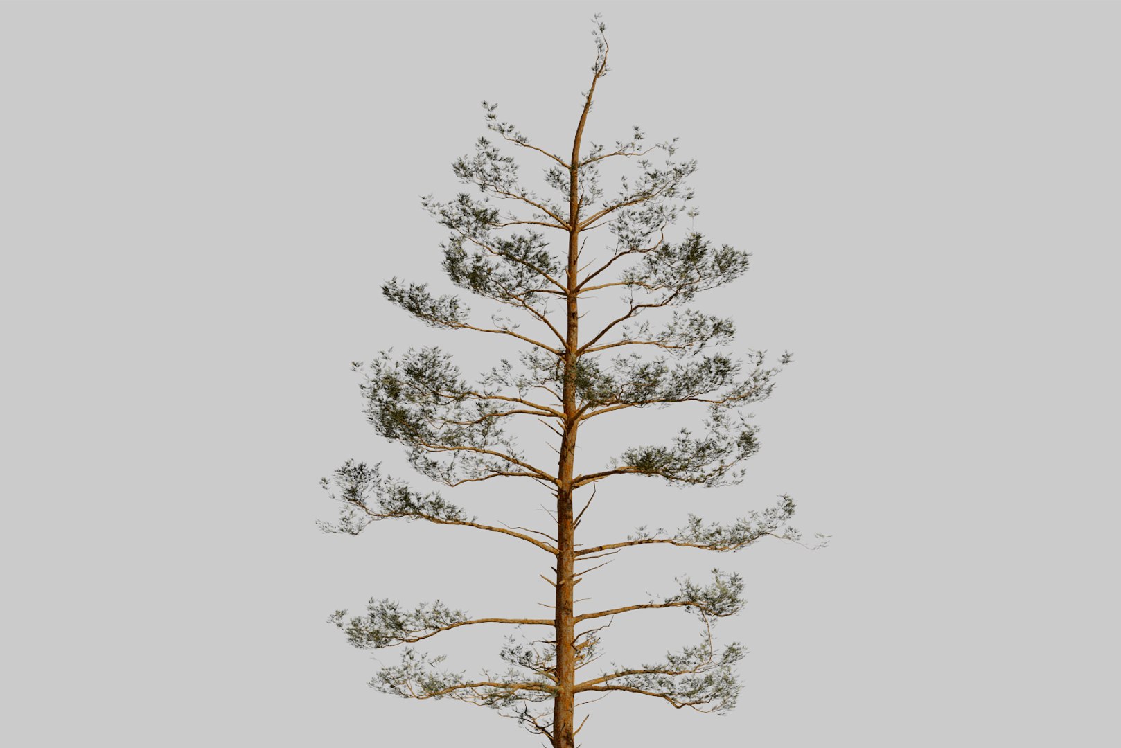 pine tree pack vol 3D https://p.turbosquid.com/ts-thumb/Yc/I4Suxm/gAGRkGel/render11/png/1548587201/1920x1080/fit_q87/c4eade17514f6abdd90ccc4f09cfed9657b51188/render11.jpg
