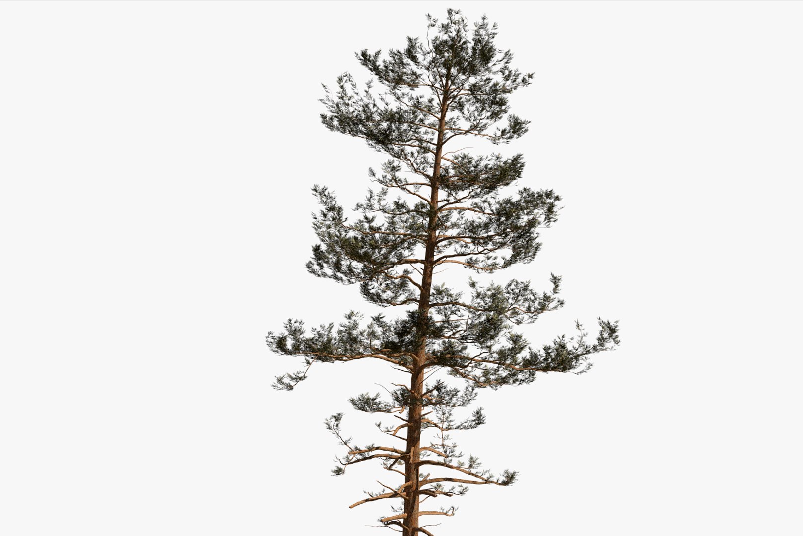pine tree pack vol 3D https://p.turbosquid.com/ts-thumb/Yc/I4Suxm/gWjkyQMg/render12/png/1548589058/1920x1080/fit_q87/8134d2bdbff2354e2db209f3a954023f986b4929/render12.jpg
