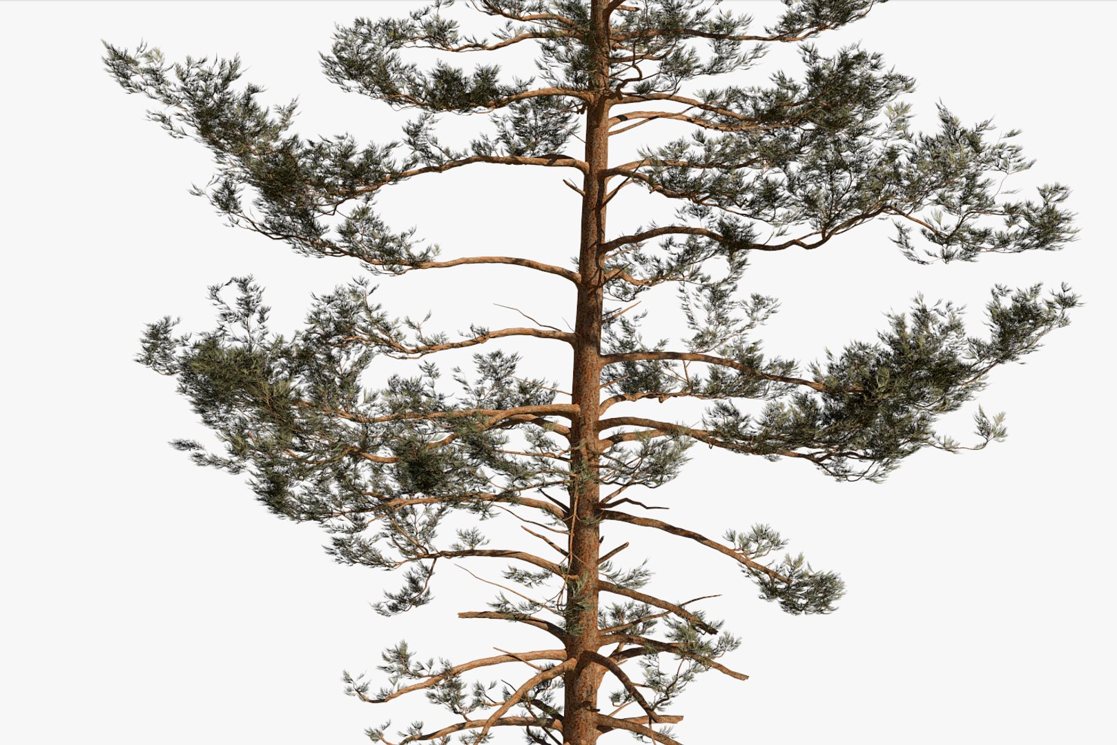 pine tree pack vol 3D https://p.turbosquid.com/ts-thumb/Yc/I4Suxm/hD5wEaPI/render9/png/1548589058/1920x1080/fit_q87/e55da7e8c273e371cf603f112ff40c21c99dd7f6/render9.jpg