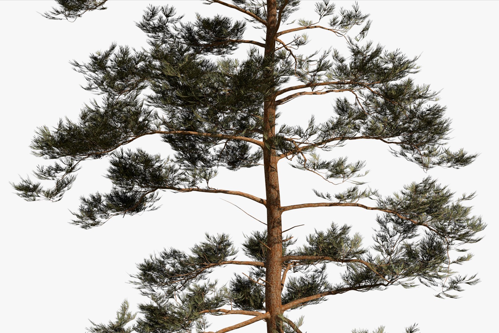 pine tree pack vol 3D https://p.turbosquid.com/ts-thumb/Yc/I4Suxm/hfaThyAm/render12/png/1548587687/1920x1080/fit_q87/c6c0f2e129294b044e34c398c2980357cad67edf/render12.jpg