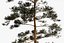 Pine Tree Pack vol.02