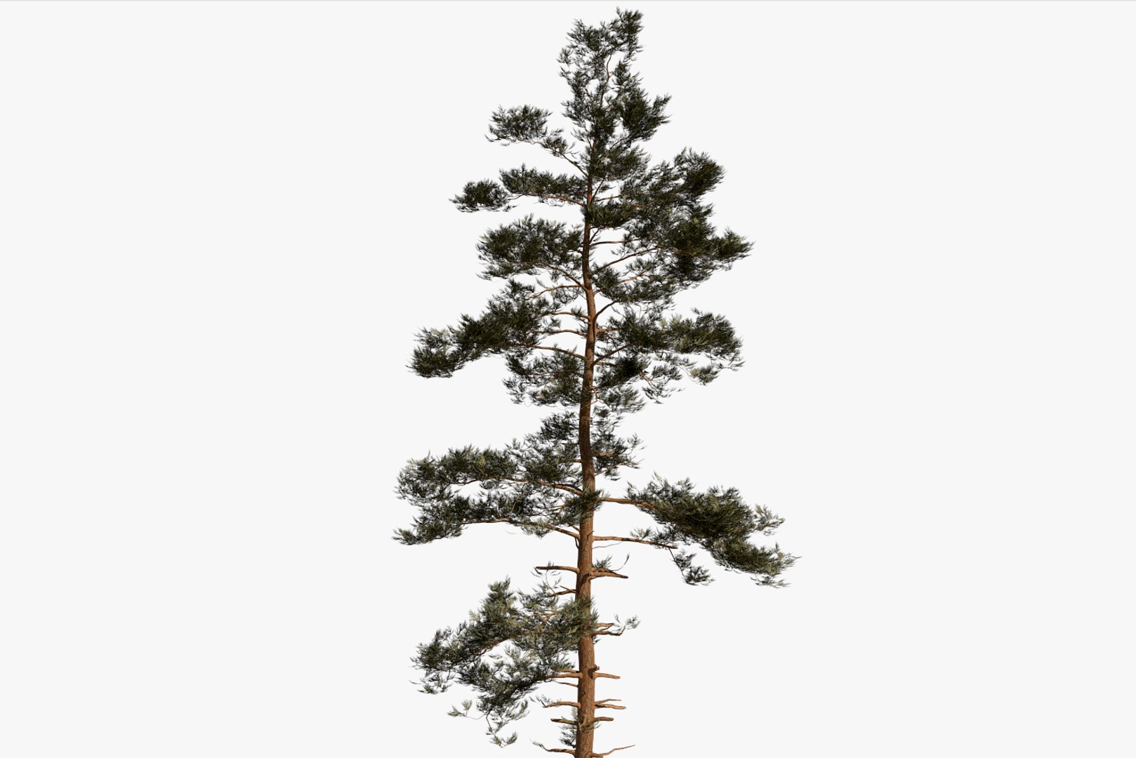 pine tree pack vol 3D https://p.turbosquid.com/ts-thumb/Yc/I4Suxm/izkXgwMH/render6/png/1548587687/1920x1080/fit_q87/788a5884d122c4bf67f15ea152f57965d4897a15/render6.jpg