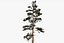 Pine Tree Pack vol.02