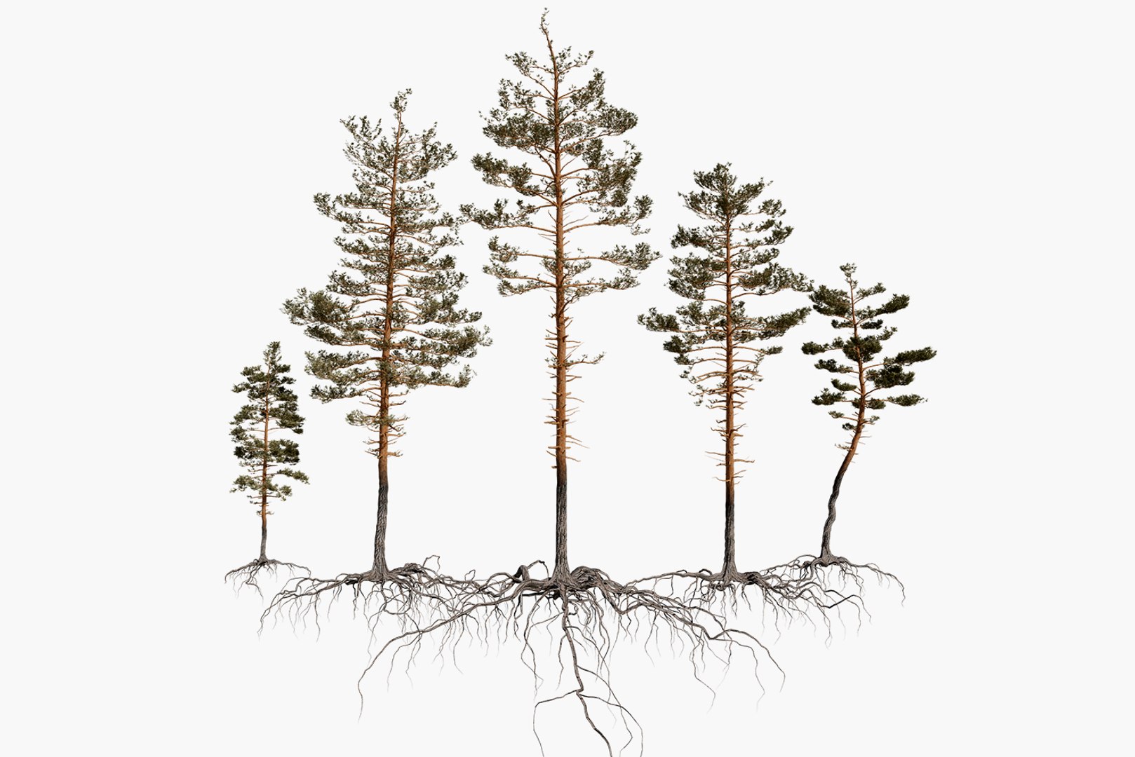 pine tree pack vol 3D https://p.turbosquid.com/ts-thumb/Yc/I4Suxm/l3RfnWnY/signature_2/png/1549183802/1920x1080/fit_q87/4a8a43404e66b40110ec5e4f34e64169b4817d38/signature_2.jpg