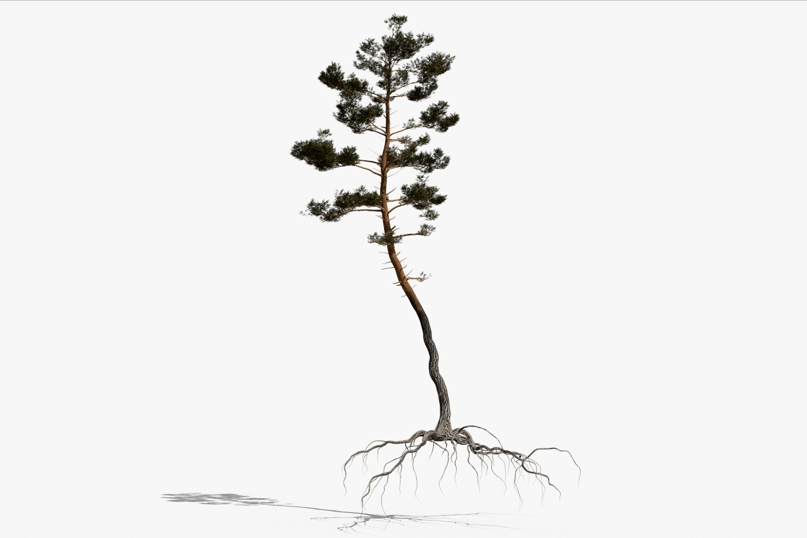 pine tree pack vol 3D https://p.turbosquid.com/ts-thumb/Yc/I4Suxm/l6ZRqAfH/01/jpg/1548591021/1920x1080/turn_fit_q99/7a2ed3428c6cd7e8e6eea0137099d611748d2279/01-1.jpg
