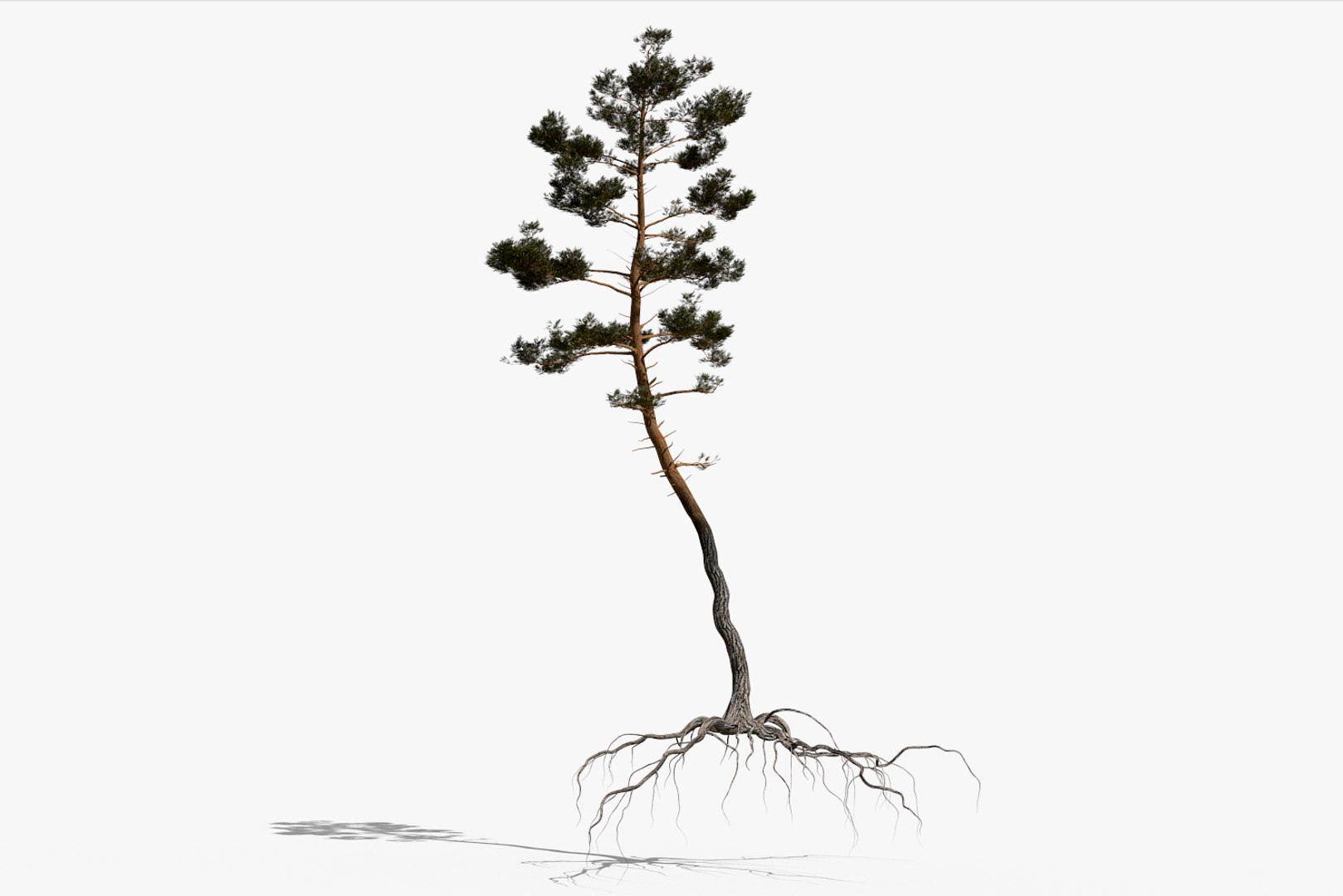 pine tree pack vol 3D https://p.turbosquid.com/ts-thumb/Yc/I4Suxm/l7UQXKoL/render1/png/1548587299/1920x1080/fit_q87/c24069d814560e3c51e94d9572f66b77a79a8b22/render1.jpg