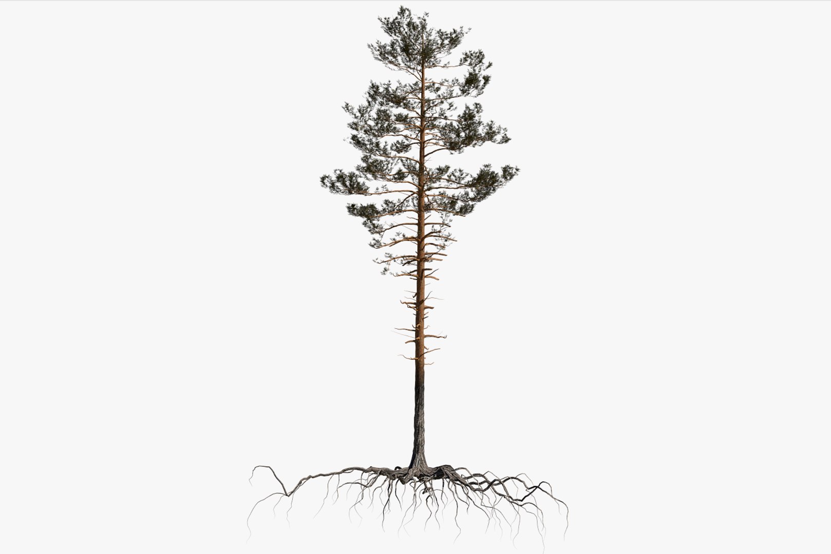pine tree pack vol 3D https://p.turbosquid.com/ts-thumb/Yc/I4Suxm/qZGDdQw5/render1/png/1548589058/1920x1080/fit_q87/8863808f880460749cd92b61a599b31169c4e069/render1.jpg