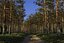 Pine Tree Pack vol.02