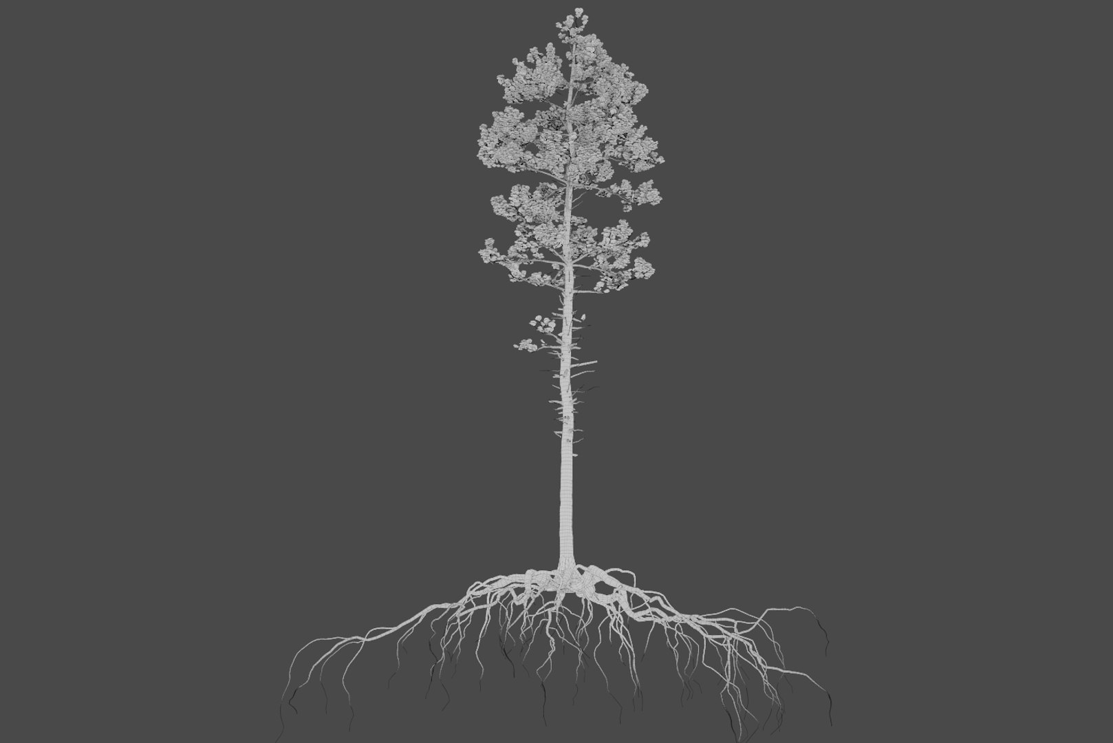 pine tree pack vol 3D https://p.turbosquid.com/ts-thumb/Yc/I4Suxm/tKh2N9ug/wire7/png/1548587201/1920x1080/fit_q87/67b676a1ff4580a65d8e37a6c5f59f6edad1934e/wire7.jpg