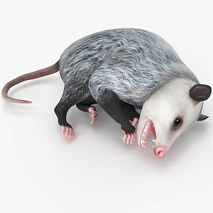 3D Opossum Dead Pose