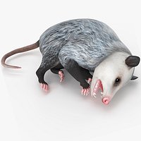 Opossum Dead Pose