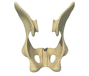 Animal Pelvis V7