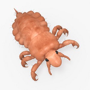 head louse 3D model