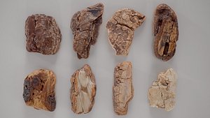 3D 8 3D Scanned Tiny Wood Collection