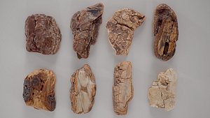 8 3D Scanned Tiny Wood Collection