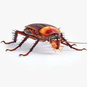 3D model realistic cockroach
