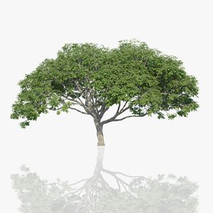 Rain Trees Pack 3D model