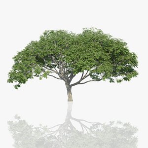 Rain Trees Pack