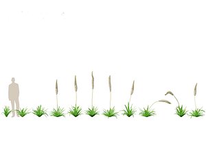 Eremurus himalaicus - Foxtail lily model