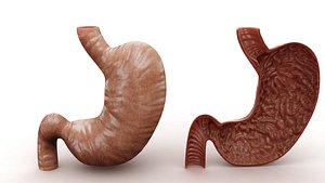 3D Stomach and Stomach Section